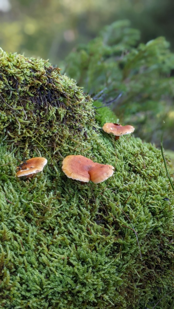 Houby - aneb les opravdu do kapsy