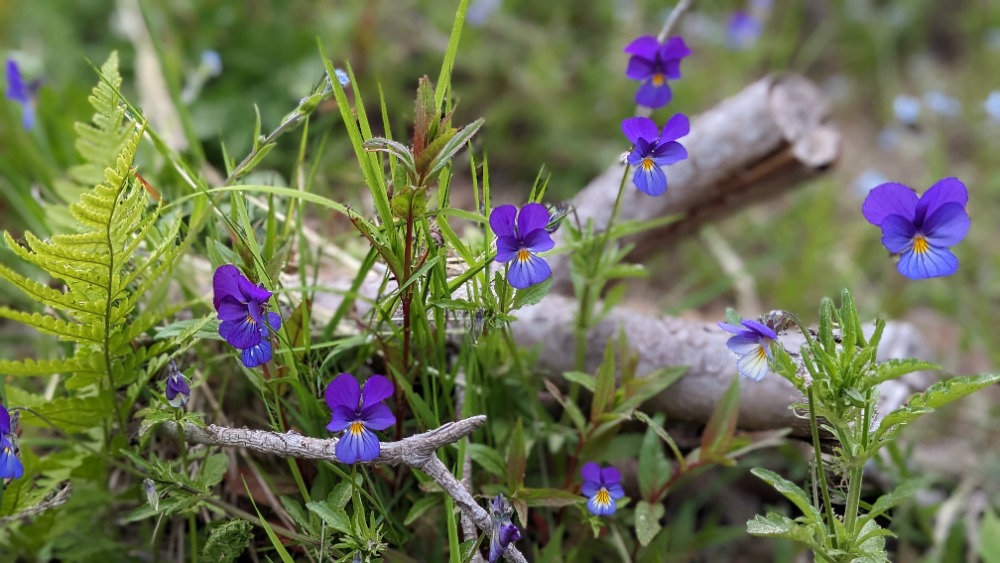 Macešky: Krásné květiny plné symboliky a energie