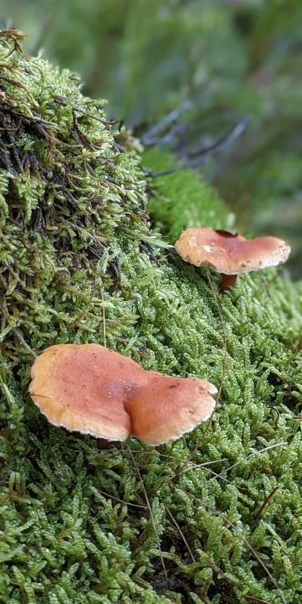 Houby: Poklady lesa a jejich využití ve špercích