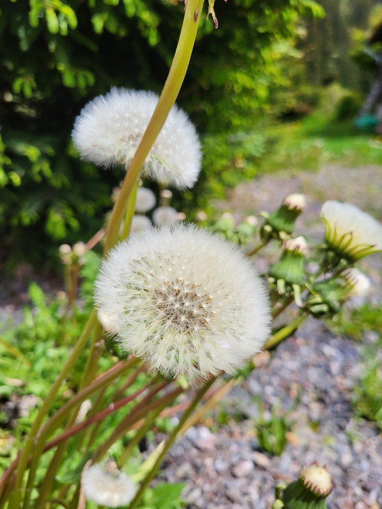 Pampelišky: Symbol volnosti a přání