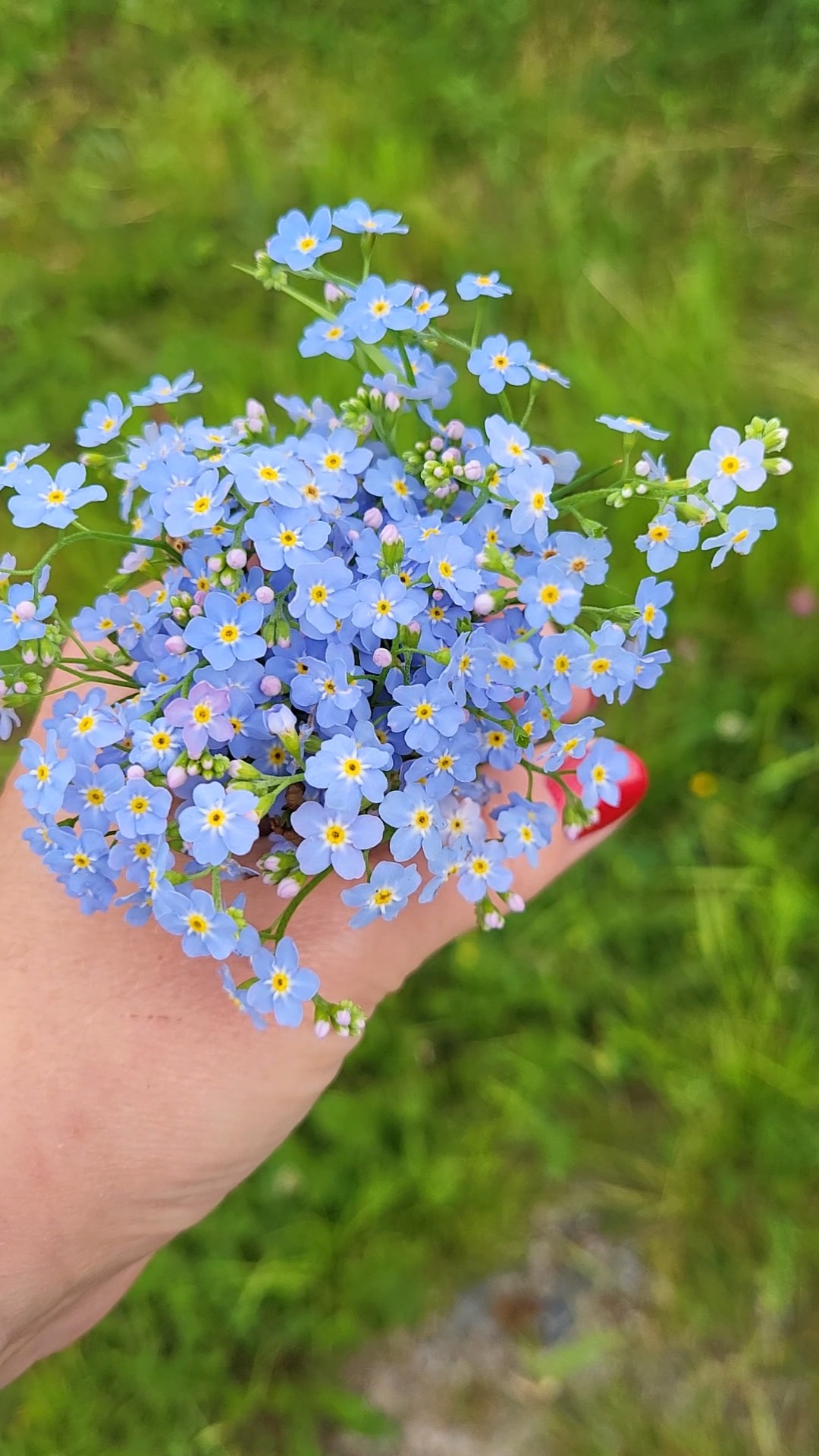 Pomněnky: Nezapomenutelné květy s hloubkou a významem