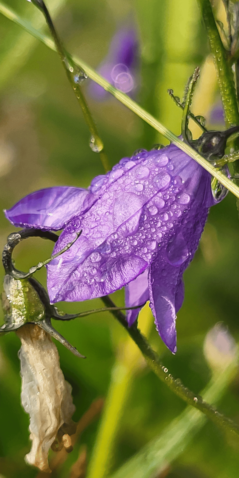 Zvonek polní: Křehká krása v přírodě i špercích