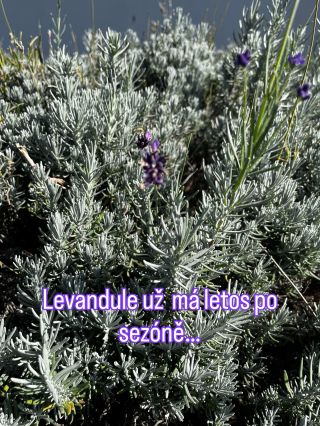 Levandule už má letos odpracováno, tak ještě jeden poslední kvítek pro radost 💜