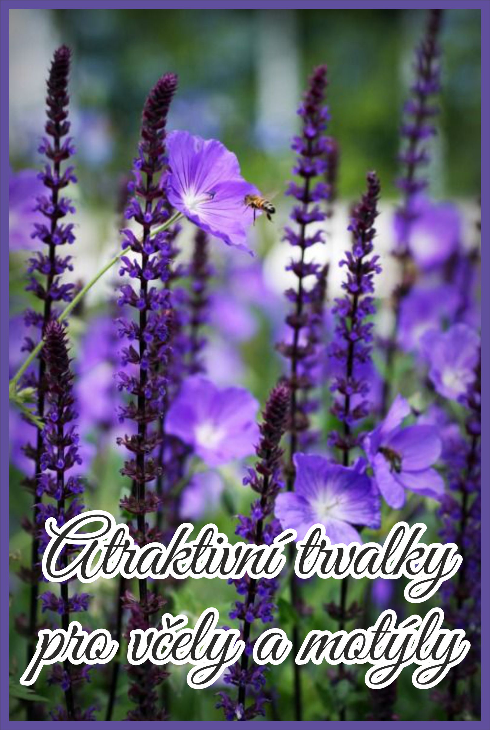 Atraktivní trvalky