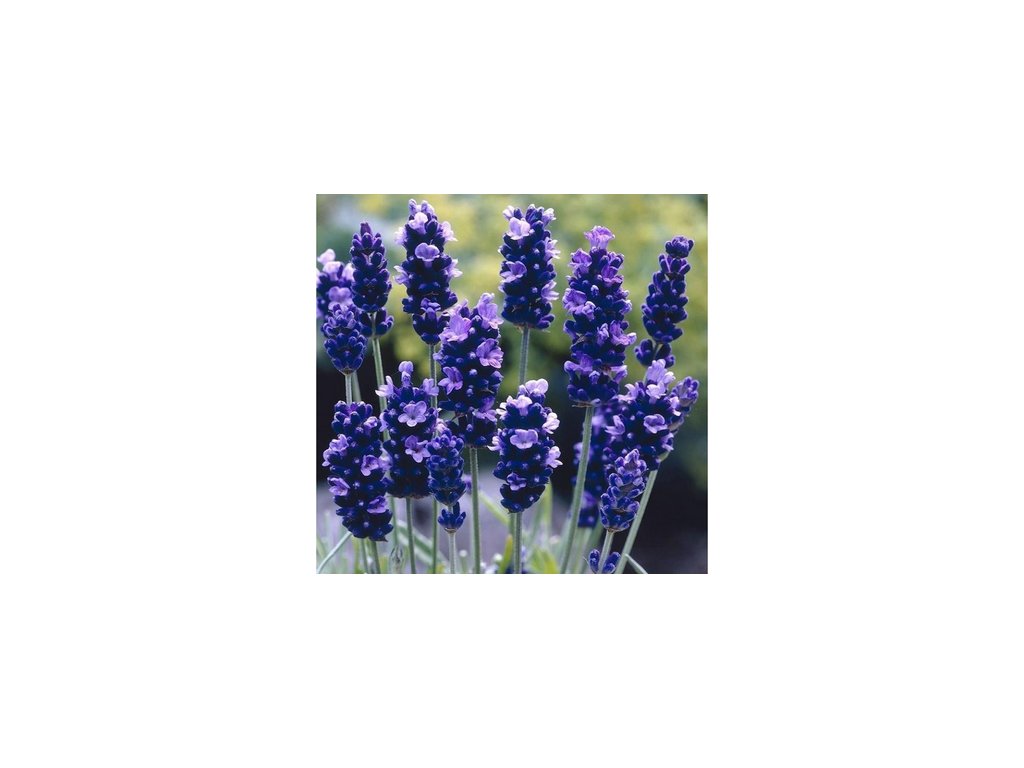 Screenshot 2025 07 29 at 15 25 54 Aromatická levandule Aromatico Blue Lavandula angustifolia lékařská úzkolistá Levandule online