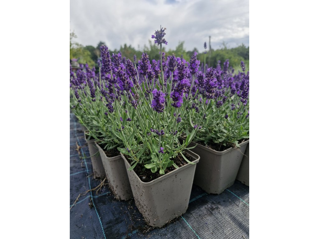 Aromatická levandule " Aromatico Blue " - Lavandula angustifolia, lékařská, úzkolistá