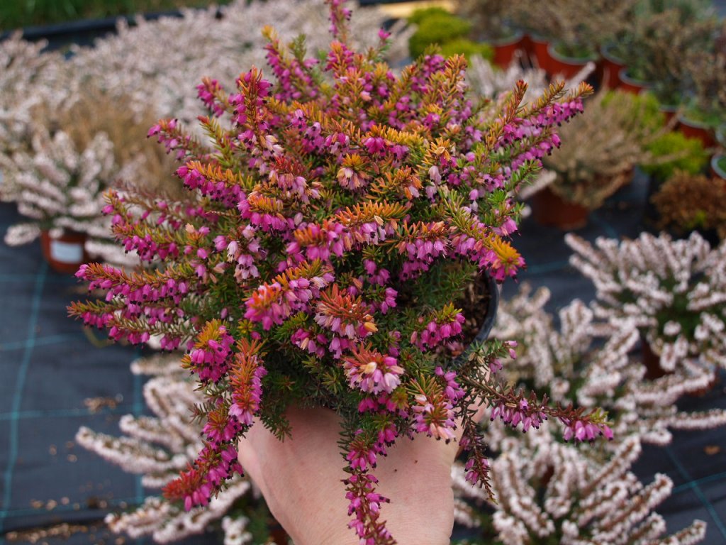 Okrasné trvalky Levandule online