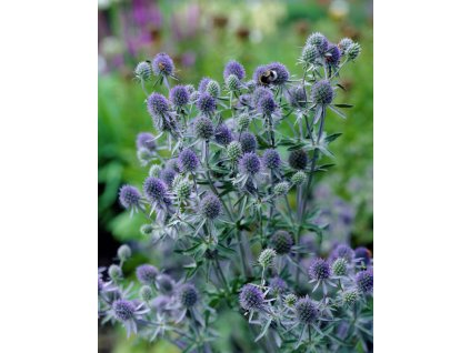 eryngium planum 2