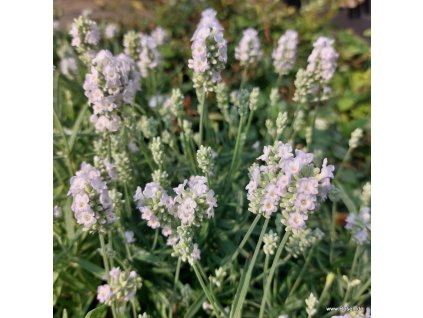 Lavandula angustifolia " White Summer" - levandule lékařská, velká levandule