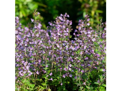 marulka lékařská.2jpg