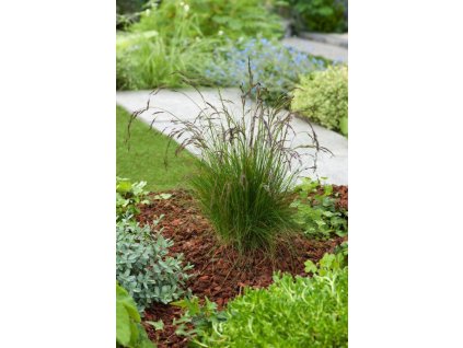 festuca amethystina 1