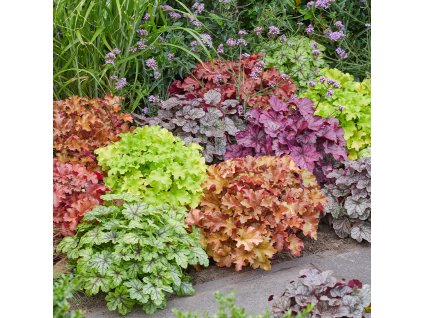 heuchera mix 13