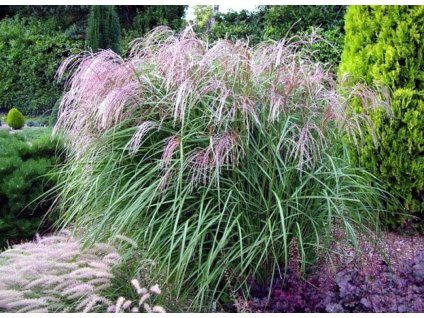 miscanthus kleine fontaene1