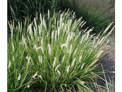 seslerina autumnalis1