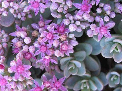 Sedum Sachalin 2