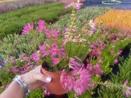 Erica Verticillata - Vřesovec kapský