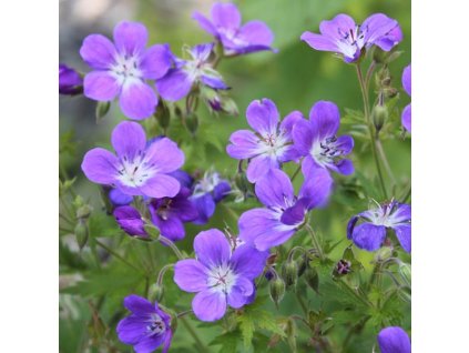 Geranium sylvaticum IceBlue 1