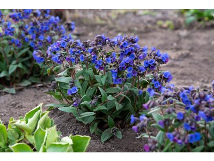 plicnik blue ensing 25