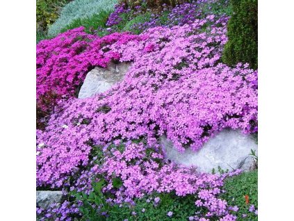 Phlox subulata 2