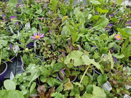 Mix trvalek 10ks na slunný záhon