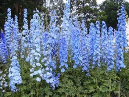 delphinium cultorum 3
