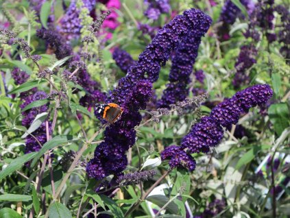 buddleja daviddi 1