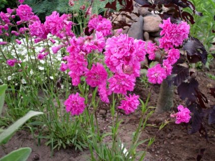 lychnis 2