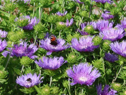 stokesia mels blue 2