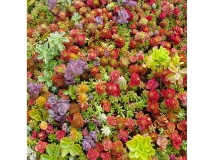 sedum mix