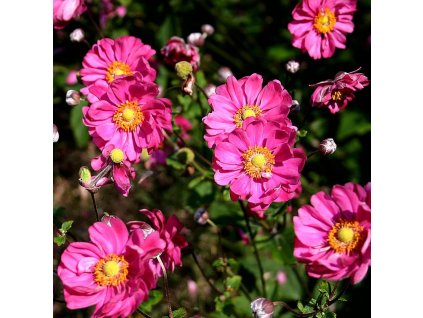 Anemone hupehensis Pamina. 2