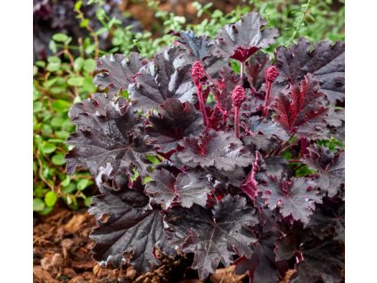 Screenshot 2025 08 12 at 22 41 56 Heuchera 'Timeless Night'