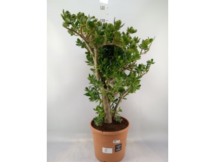 crassula ovata 1