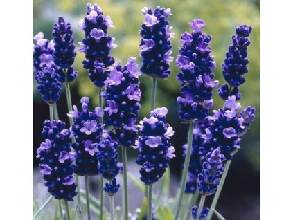 Screenshot 2025 07 29 at 15 25 54 Aromatická levandule Aromatico Blue Lavandula angustifolia lékařská úzkolistá Levandule online