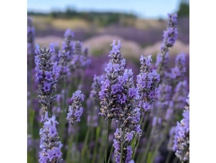 Provence2