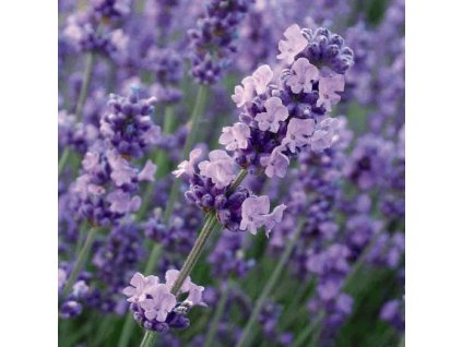 melissa lilac