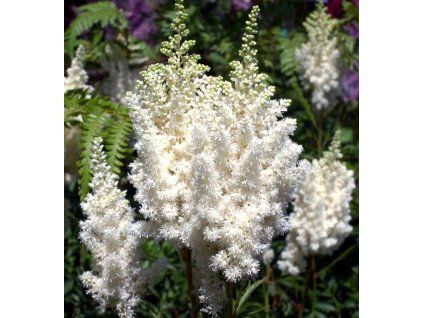 astilbe weisse 1