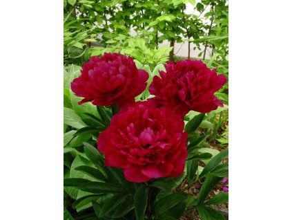paeonia 2
