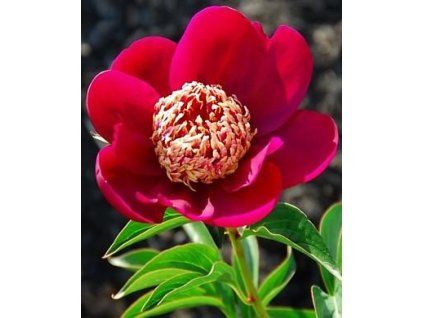 paeonia 1