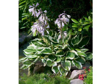 hosta patriot 4