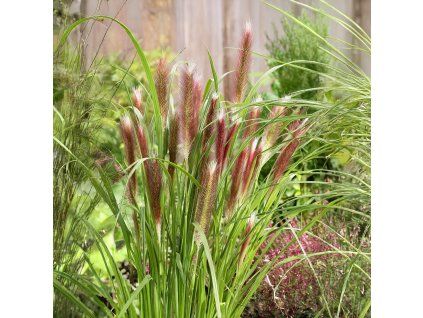 pennisetum 1