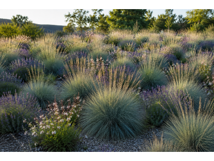 festuca 2