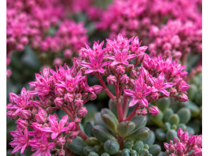 sedum ewerssi 8