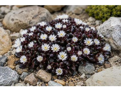 delosperma alpina 1