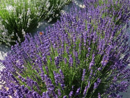 Aromatico Blue2a