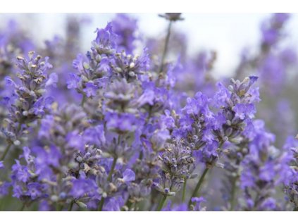 lavandula blue cushion 2