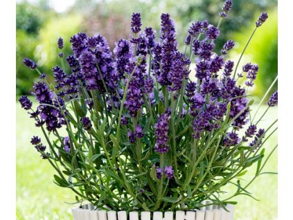valence dark violet3