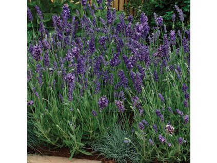 Ellagance Purple 1