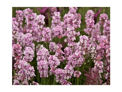angustifolia Rosea