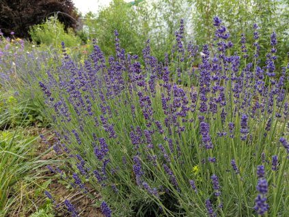 Hidcote Blue Strain.2jpg