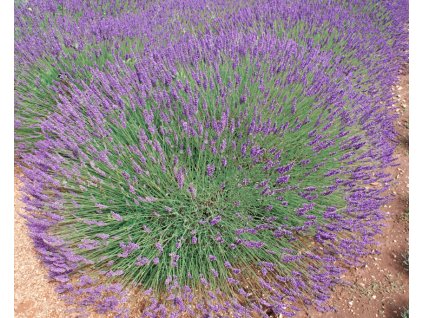 Lavandula x intermedia Phenomenal